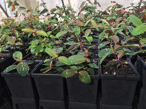 Strawberry Gum trees in 90mm pot